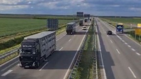 Poćeo izvoz jagnjadi u Libiju